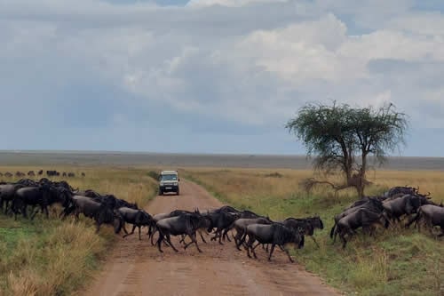 safaris and tours kenya