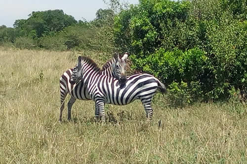 Zebras grazing in the vast savannah