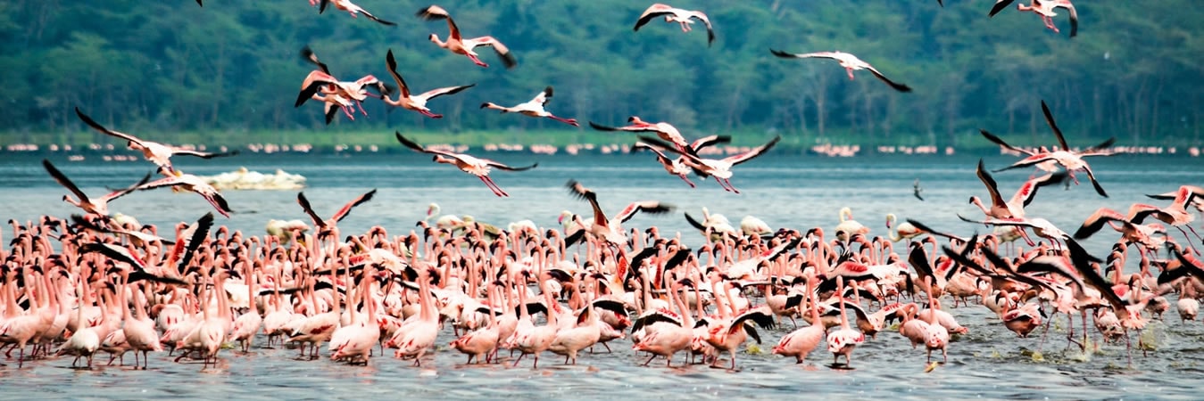 lake Nakuru National park